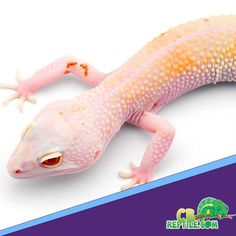 Hypomelanistic Leopard gecko for sale online baby leopard geckos