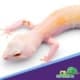 Albino leopard gecko