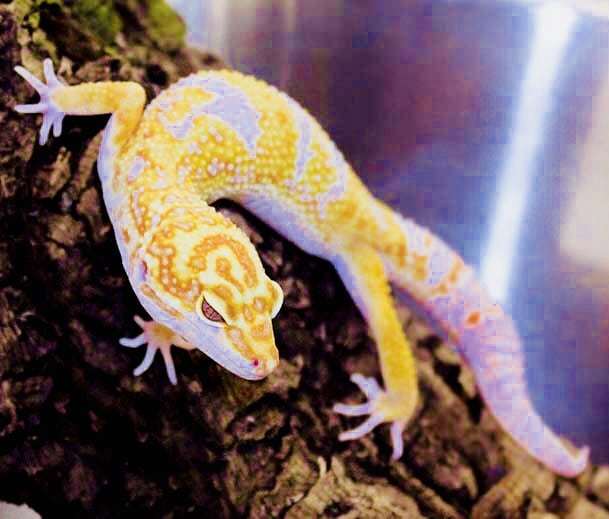 albino leopard geckos for sale