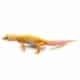 albino leucisitic leopard gecko