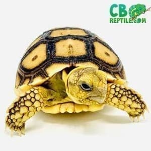 baby African Sulcata tortoise