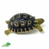 baby Giant South African leopard tortoise