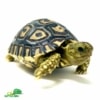 bay Giant leopard tortoise