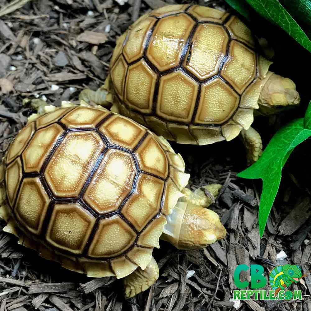 baby Sulcata tortoise