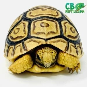 Leopard tortoise for sale