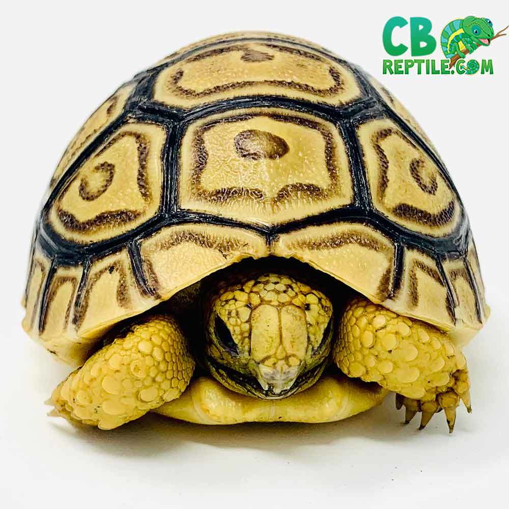 baby leopard tortoise for sale