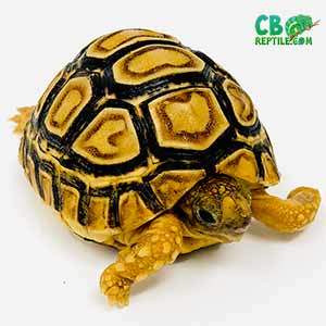 baby leopard tortoise