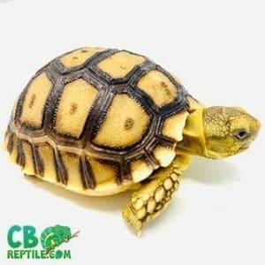 baby Spurred tortoise