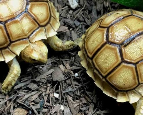 baby Sulcata tortoise for sale