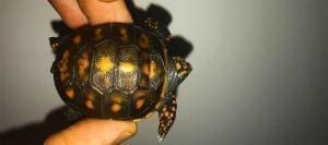 baby red foot tortoise