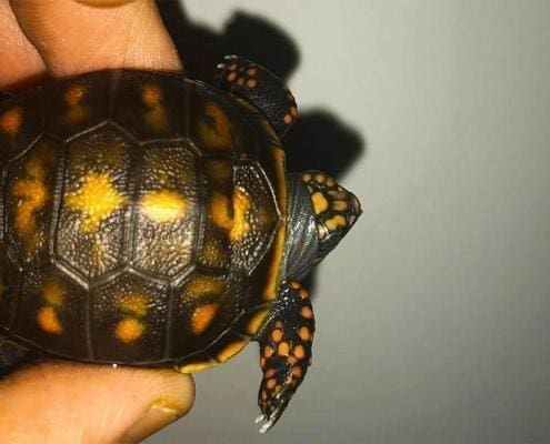 baby red foot tortoise