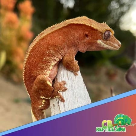 bicolor crested gecko
