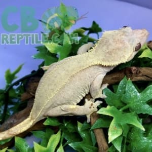 bicolor crested gecko