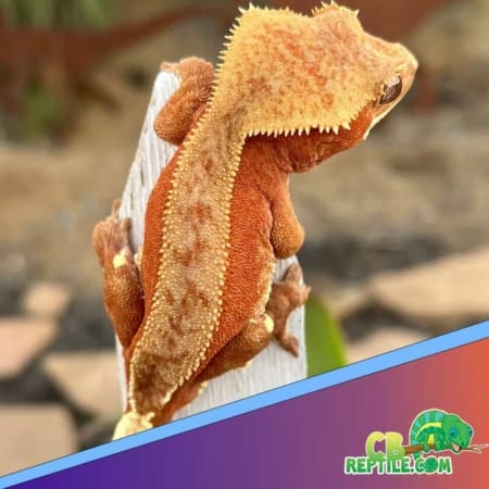 bicolor crested gecko for sale