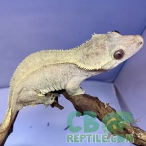 bicolor crested gecko for sale