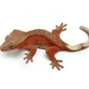 crested gecko for sale