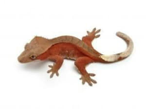 crested gecko for sale