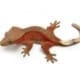 crested gecko for sale