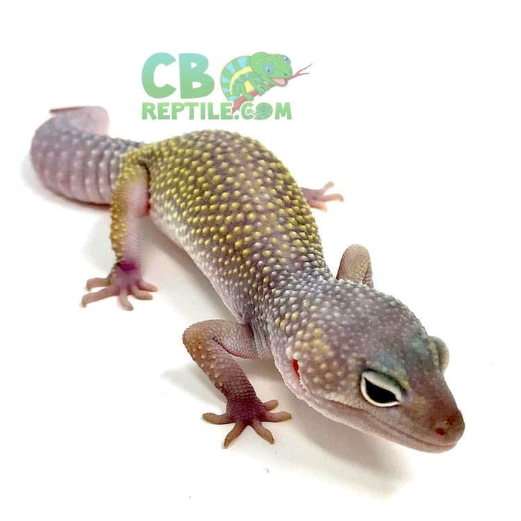 blizzard leopard gecko