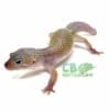 blizzard leopard geckos for sale