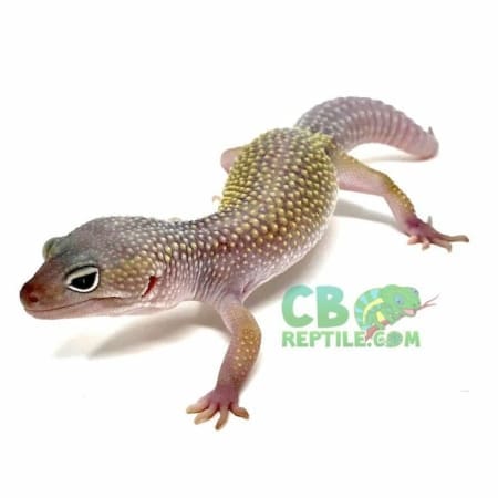 blizzard leopard geckos for sale