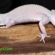 blizzard leopard gecko