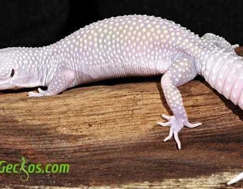 blizzard leopard gecko