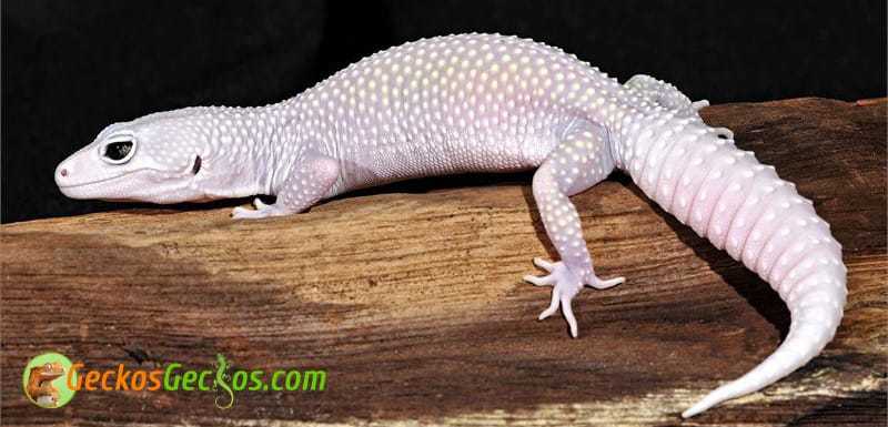 Blizzard Leopard Gecko Morph