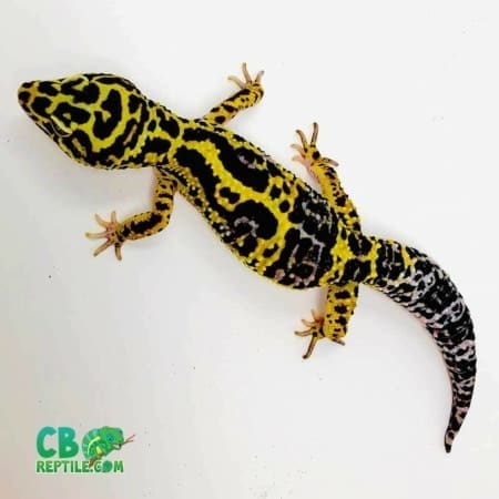 bold leopard gecko