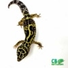bold leopard gecko for sale
