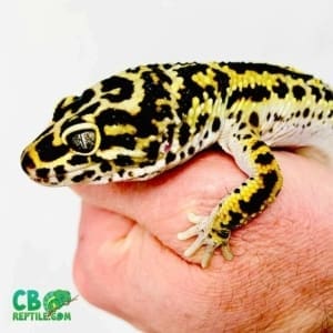 bold leopard geckos