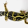 bold leopard geckos for sale