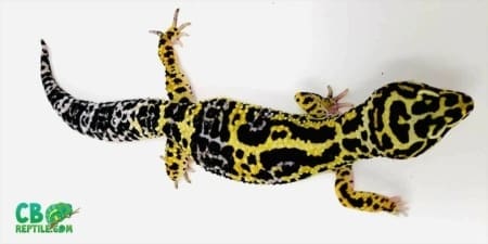 bold leopard geckos for sale
