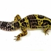 bold leopard geckos for sale online