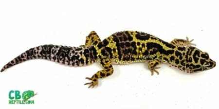 bold leopard geckos for sale online