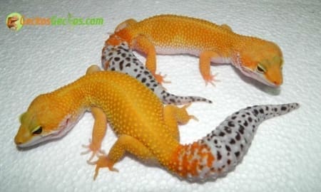 carrot tail leopard gecko