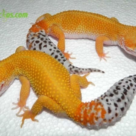 carrot tail leopard gecko