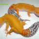 carrot tail leopard gecko