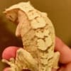 creamsicle crested gecko