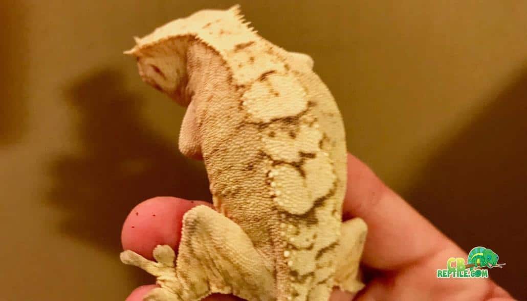 creamsicle crested gecko