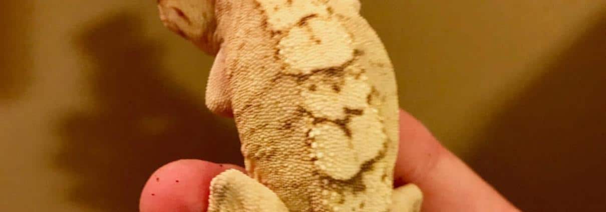 creamsicle crested gecko