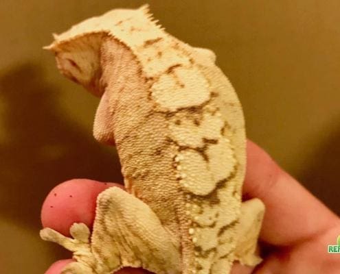 creamsicle crested gecko