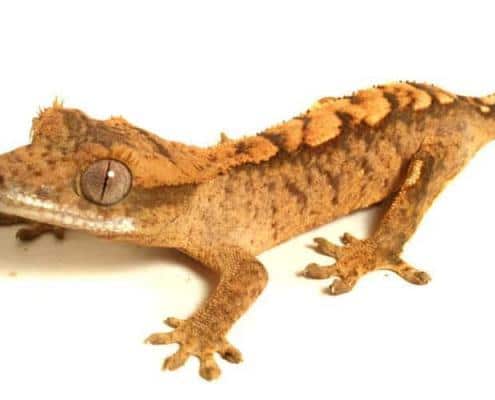 Creamsicle crested gecko