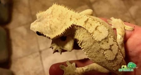 Creamsicle crested gecko for sale