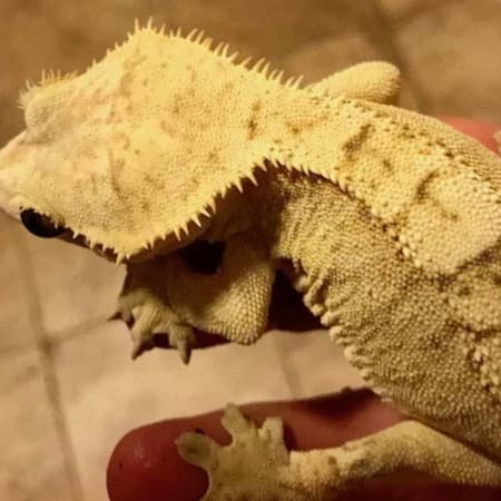 Creamsicle crested gecko for sale