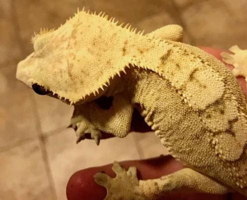 Creamsicle crested gecko for sale