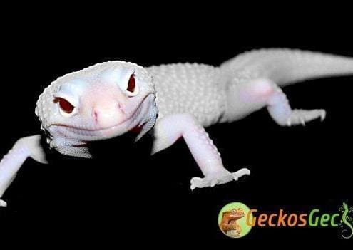 diablo blanco leopard gecko