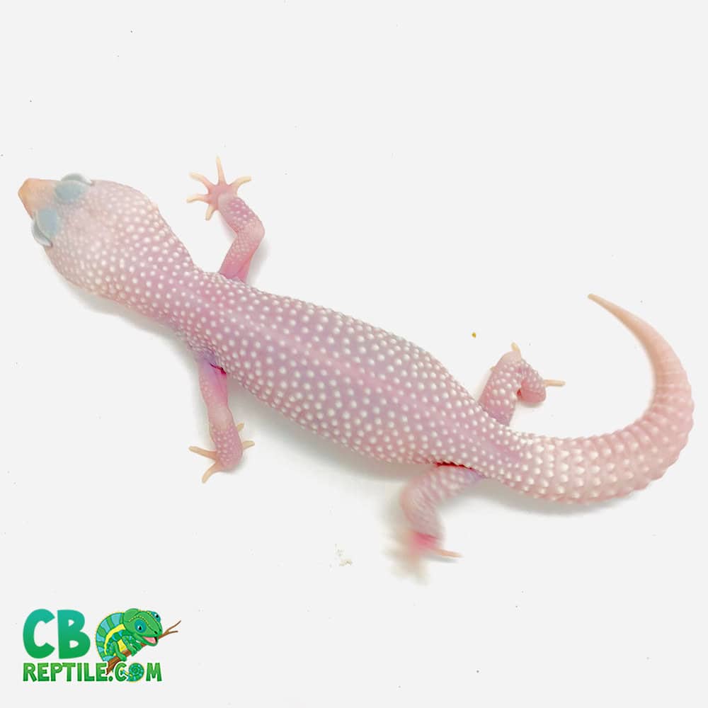 Diablo blanclo leopard gecko