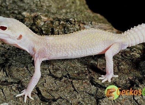 diablo blanco leopard gecko for sale