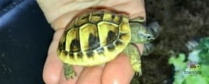 Eastern Hermann's tortoise for sale